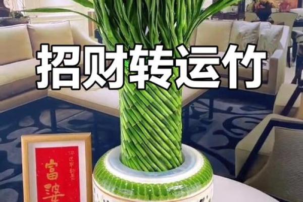 竹子风水植物，让你的家财运亨通