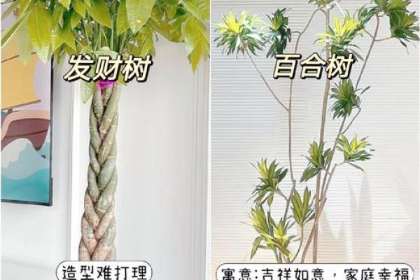 家居风水植物攻略，让你家中生机勃勃的植物选择