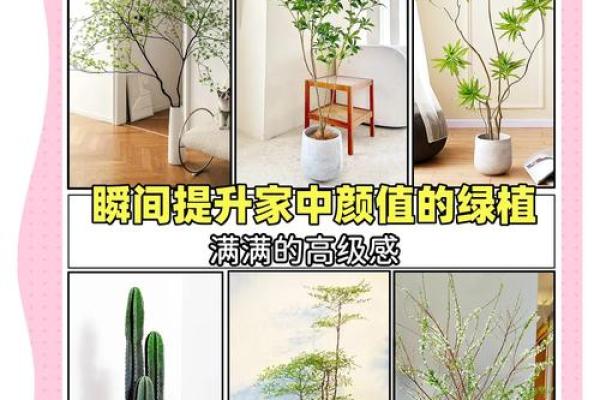 家居风水植物攻略，让你家中生机勃勃的植物选择