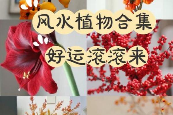 家居风水秘籍：招财旺运，一招搞定！