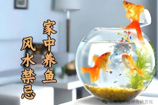 招财鱼缸风水秘籍：布局图解，财运滚滚来！