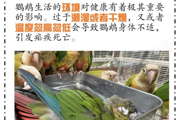 养鸟家居风水揭秘：这些好处你绝对想不到！