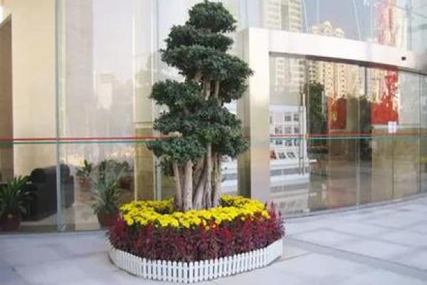 办公室大门风水秘籍：这些植物助你事业腾飞！