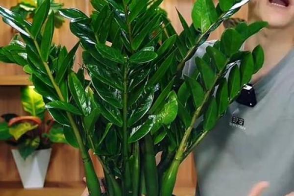办公室招财植物秘籍：绿色财富两不误