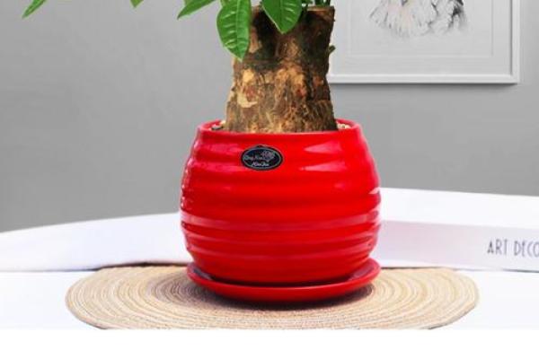 办公室招财植物秘籍：绿色财富两不误