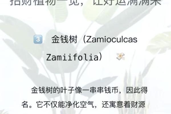 绿植风水布局，让家充满生机与好运