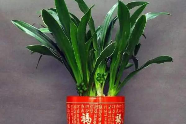 家居风水提升财运：这些植物让你财源滚滚