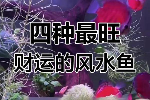 揭秘家居风水鱼摆放技巧，助你生活美满
