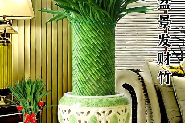 家居风水宝典：竹子植物助你事业兴旺