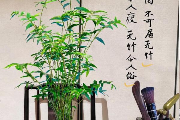 家居风水宝典：竹子植物助你事业兴旺