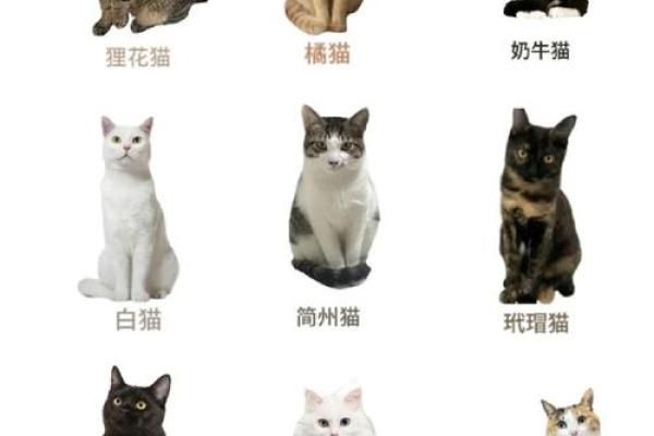 三花猫命名攻略：创意无限，巧用关键词