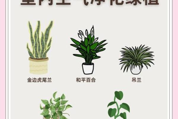 家居植物如何提升家居气场