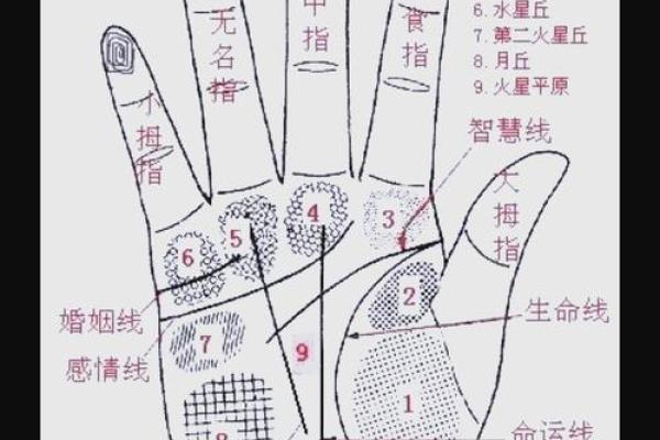 爱情命盘：揭秘手相中的婚姻运势