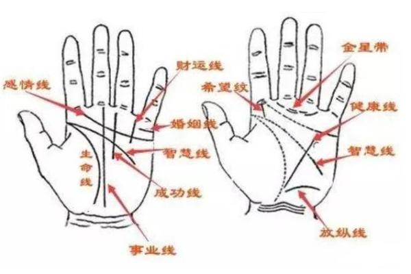 手相小拇指饱满，揭秘你的财富密码！