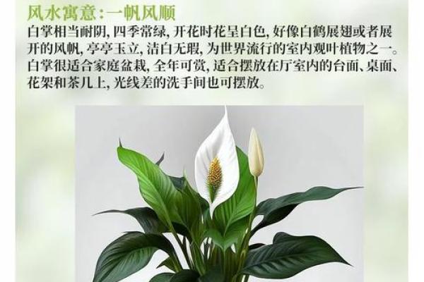 植物风水秘籍：办公室绿植布局，财运亨通指南