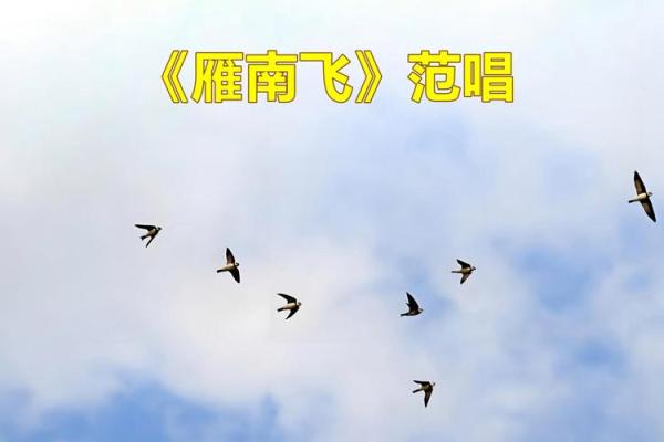王雁：翱翔蓝天，雁阵高飞的灵动人生