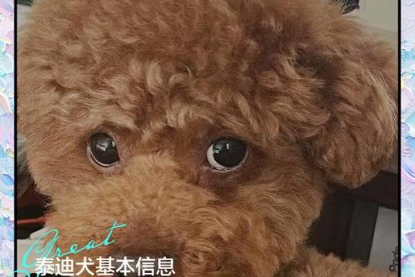 给泰迪取名字的灵感推荐