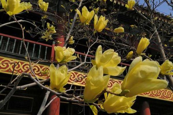 李紫竹：紫气东来，竹报平安——揭秘姓名中的风水奥秘