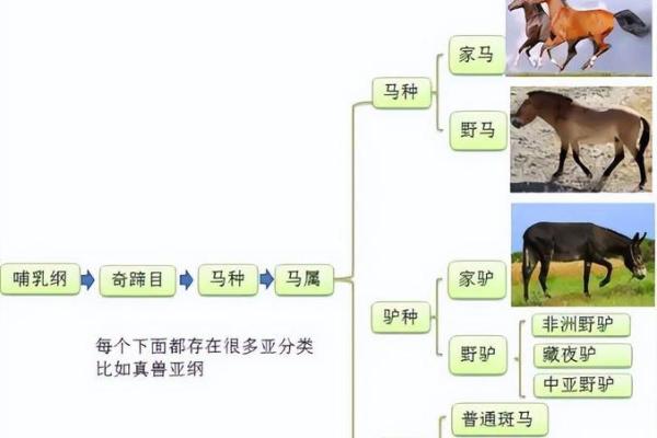 探讨马的五行属性与运势变化