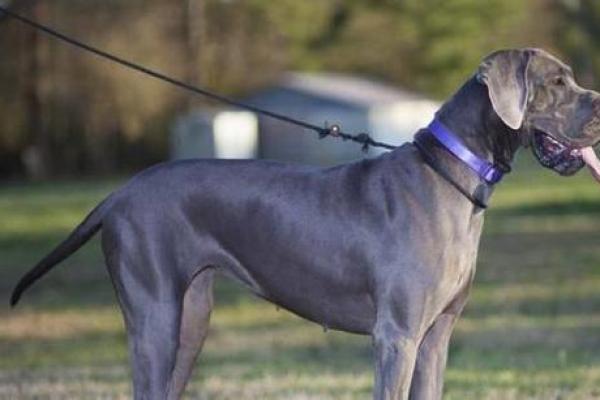宠物狗霸气名字大全，给你的爱犬增添威风气质