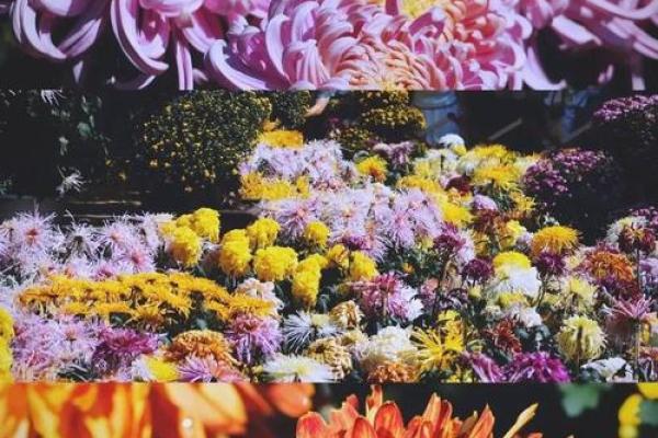 秋韵重阳，共赏菊花盛宴