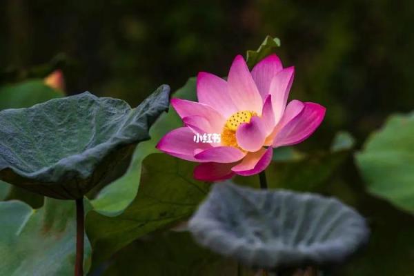 泽淼人生如水，运势璀璨如星