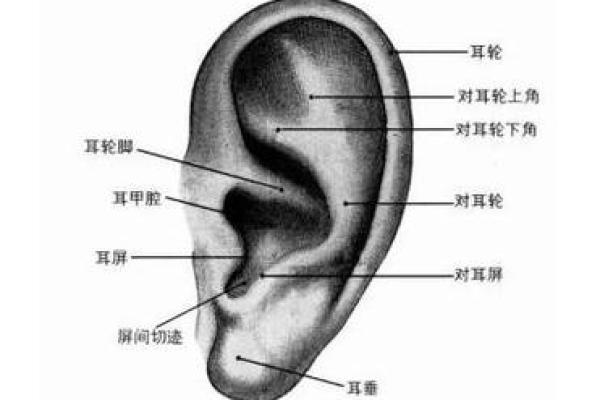 独家揭秘：耳朵右上有痣的秘密！