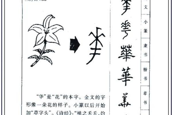 姓名文化探索：从高柔名字看中国传统取名智慿