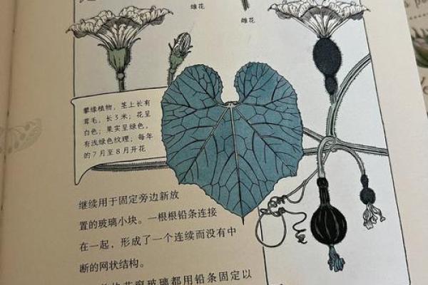 植物公司创意命名灵感大全