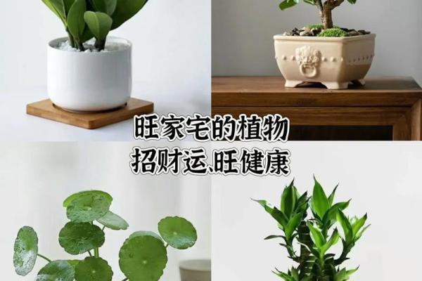 家居风水新宠：大型招财植物，让你的财运滚滚来