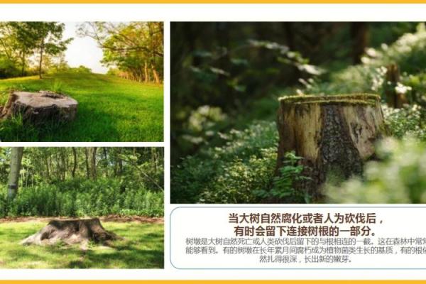 成都水韵天府风水学：与自然和谐共生的智慧