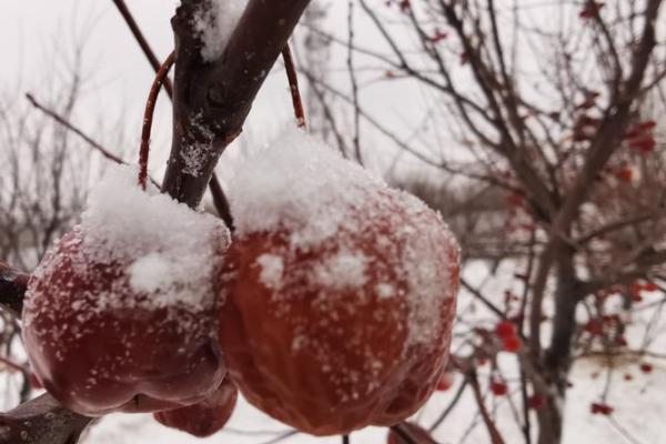 瑞雪纷飞元宵夜，民俗灯谜乐悠悠