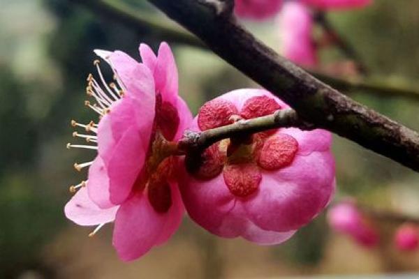 春暖花开，共庆民族盛宴
