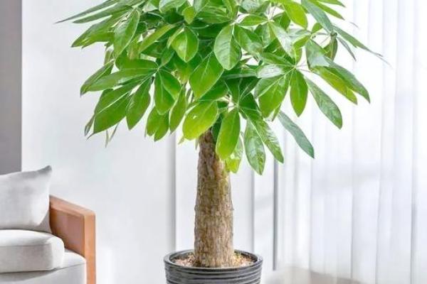 植物风水布局，让家更温馨和谐