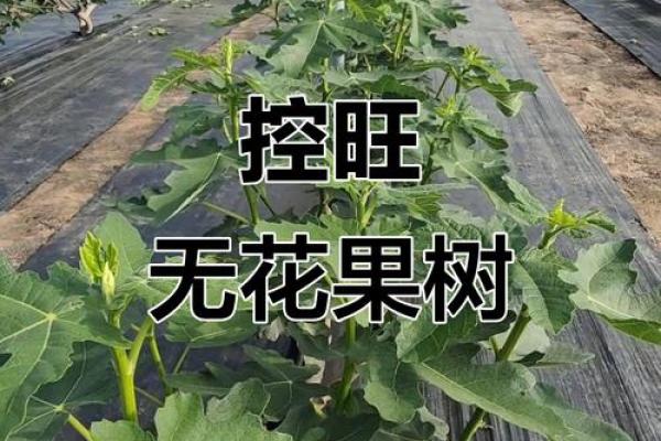 家居风水必备：无花果树摆放技巧大公开