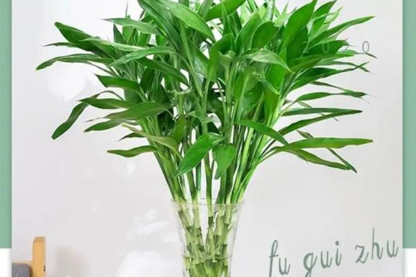 阳台风水招财神器，这些植物让你财源广进