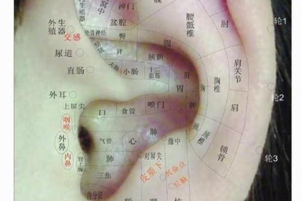 面相耳垂住，运势亨通的秘密！