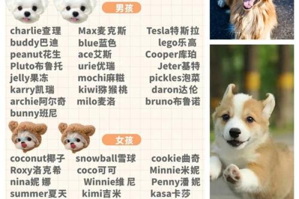 狗狗情侣名字创意大全，给你的宠物增添甜蜜氛围