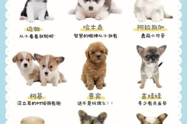 狗宝宝可爱名字推荐