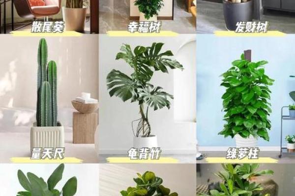 办公室煮饭风水宝典：老板必备的旺财指南！