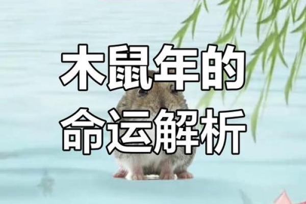 鼠年运势旺！揭秘属鼠人的命理特点，助你顺风顺水