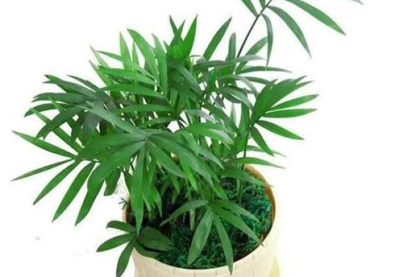 蒋林森：森森茂盛，林泽长流，寓意生机盎然，事业兴旺