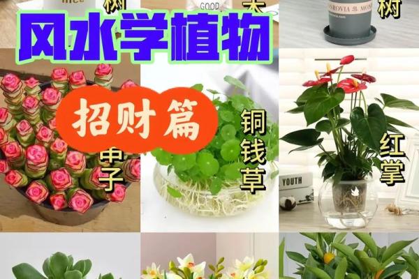 风水大师亲鉴，招财旺运必备神器，台湾独家设计
