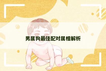 男属狗最佳配对属相解析